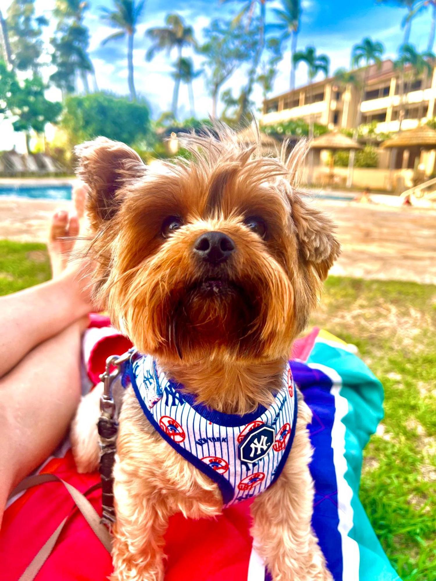 Kaanapali'S Royal Luxury Plantation Beach & Golf Estate Zewnętrze zdjęcie